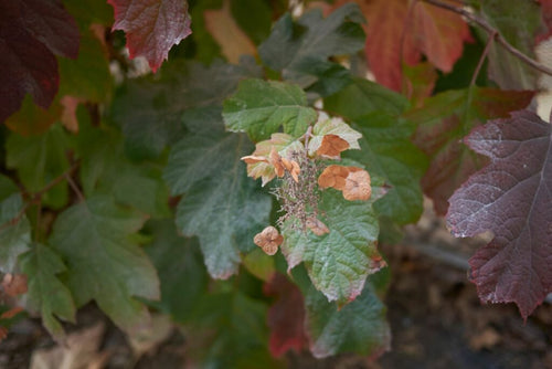 Oakleaf Hydrangea Oak Leaf (Hydrangea quercifolia) - Ladybird Nursery