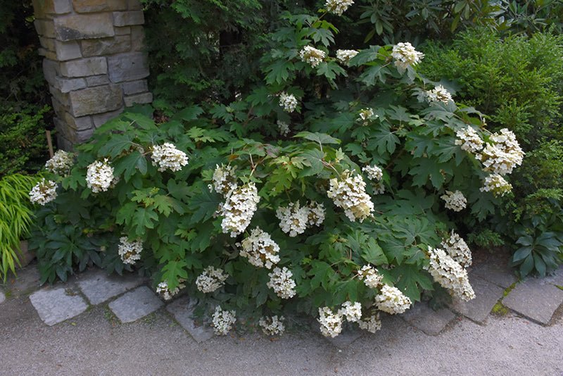 Oakleaf Hydrangea Pee Wee (Hydrangea quercifolia) - Ladybird Nursery