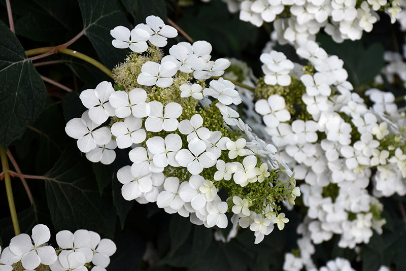 Oakleaf Hydrangea Pee Wee (Hydrangea quercifolia)