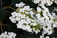 Oakleaf Hydrangea Pee Wee (Hydrangea quercifolia) - Ladybird Nursery