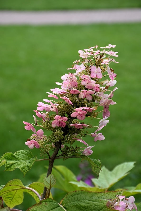 Oakleaf Hydrangea Pee Wee (Hydrangea quercifolia)