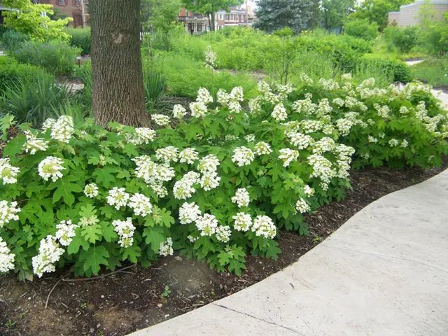 Oakleaf Hydrangea Pee Wee (Hydrangea quercifolia) - Ladybird Nursery