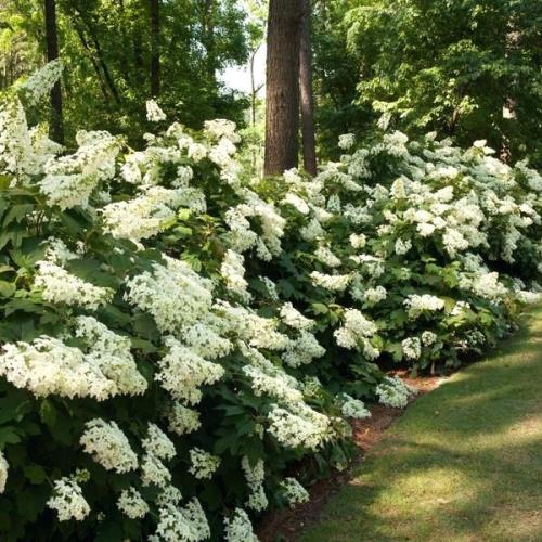 Oakleaf Hydrangea Pee Wee (Hydrangea quercifolia)
