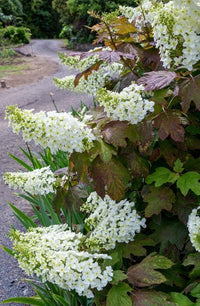 Oakleaf Hydrangea Prinsnow (Hydrangea quercifolia)