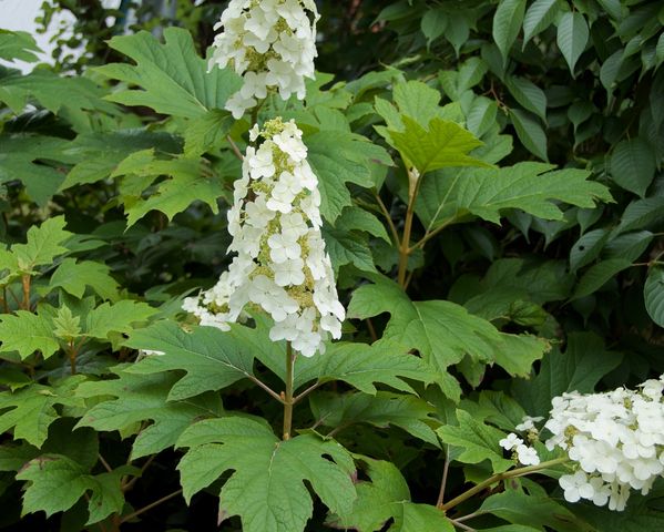 Oakleaf Hydrangea Prinsnow (Hydrangea quercifolia)