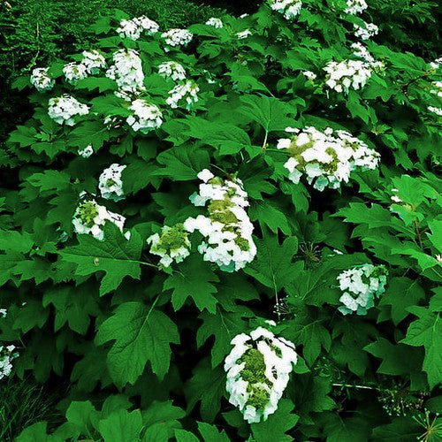 Oakleaf Hydrangea Prinsnow (Hydrangea quercifolia) - Ladybird Nursery