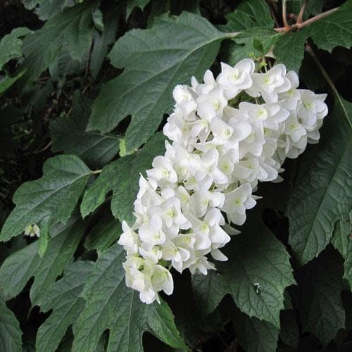 Oakleaf Hydrangea Prinsnow (Hydrangea quercifolia)
