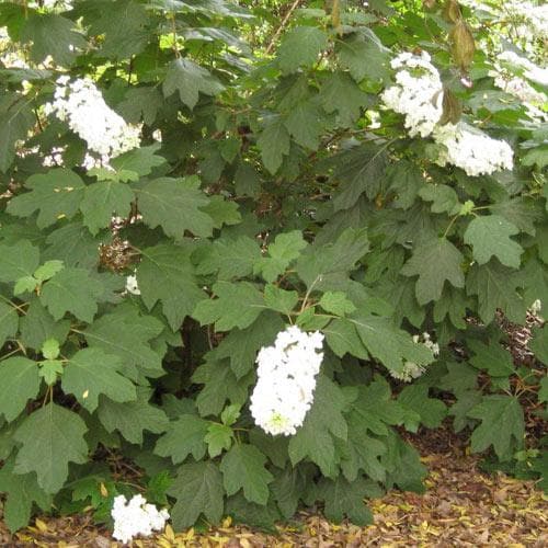 Oakleaf Hydrangea Prinsnow (Hydrangea quercifolia)