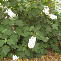 Oakleaf Hydrangea Prinsnow (Hydrangea quercifolia)