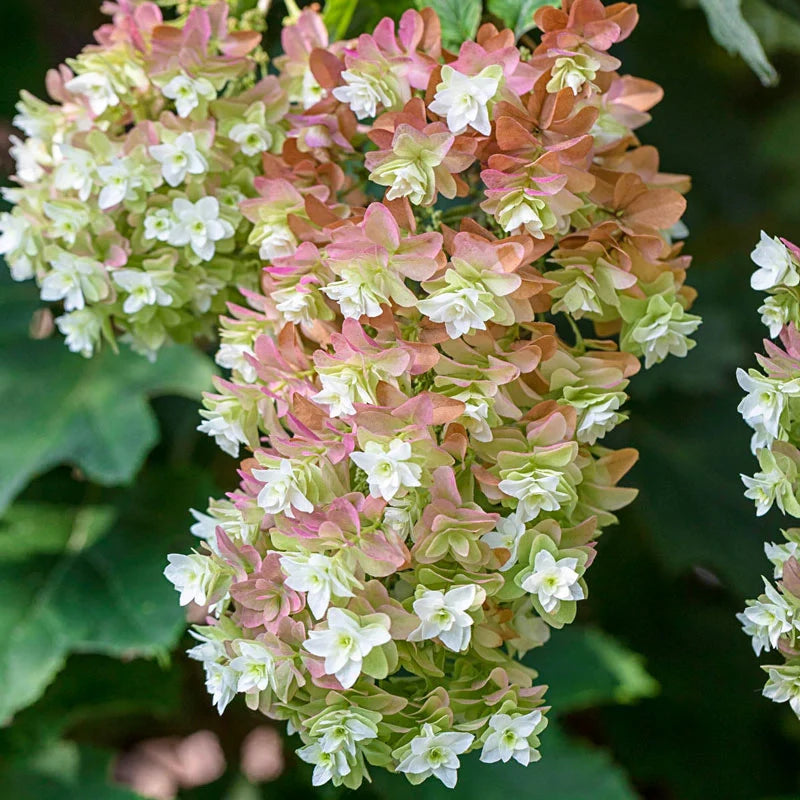 Oakleaf Hydrangea Snowflake (Hydrangea quercifolia)