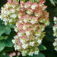 Oakleaf Hydrangea Snowflake (Hydrangea quercifolia) - Ladybird Nursery