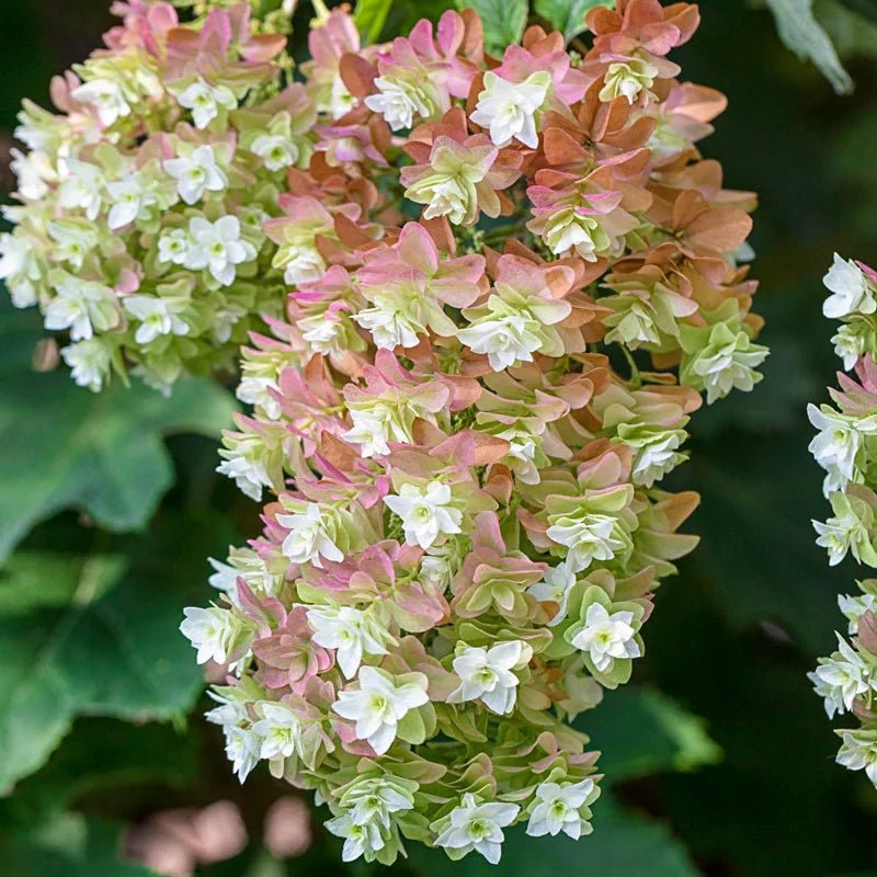 Oakleaf Hydrangea Snowflake (Hydrangea quercifolia) - Ladybird Nursery