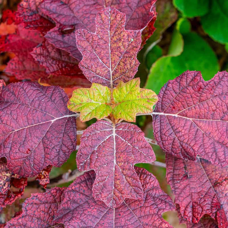 Oakleaf Hydrangea Snowflake (Hydrangea quercifolia)