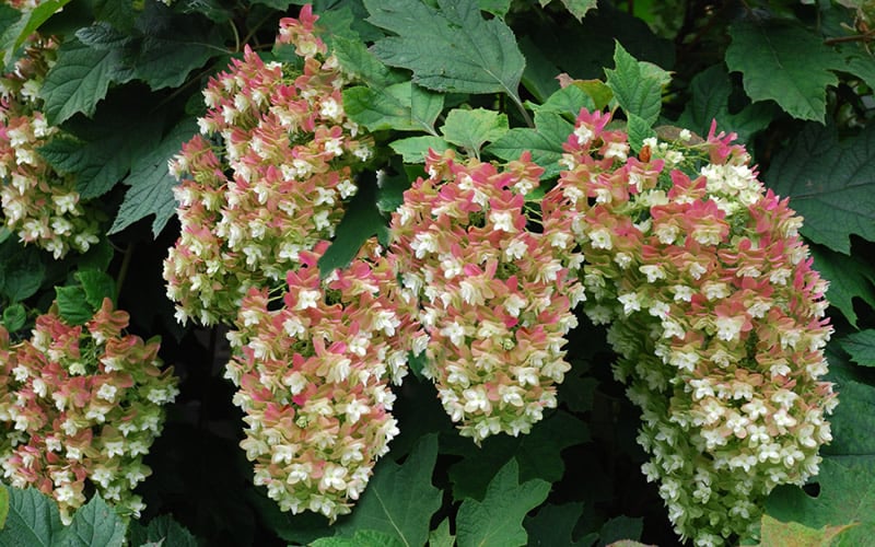 Oakleaf Hydrangea Snowflake (Hydrangea quercifolia)
