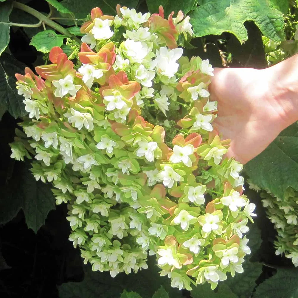 Oakleaf Hydrangea Snowflake (Hydrangea quercifolia)