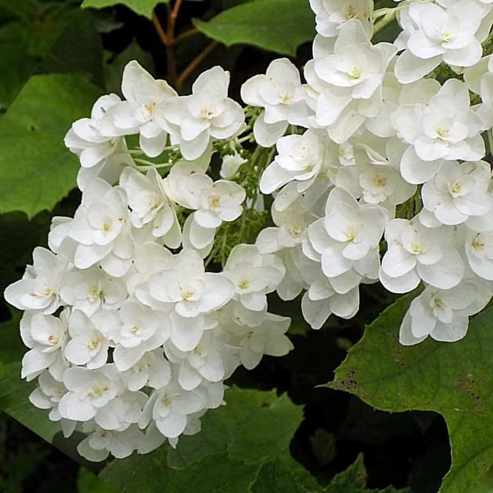 Oakleaf Hydrangea Snowflake (Hydrangea quercifolia)