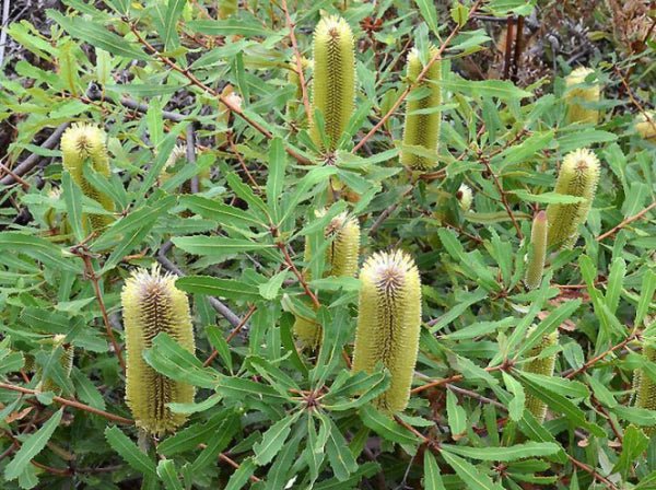 Oblong - leaved Banksia (Banksia oblongifolia) - Ladybird Nursery
