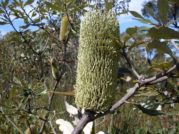 Oblong - leaved Banksia (Banksia oblongifolia) - Ladybird Nursery