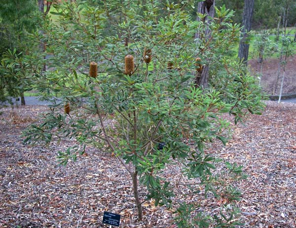 Oblong-leaved Banksia (Banksia oblongifolia)