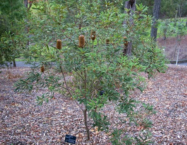 Oblong - leaved Banksia (Banksia oblongifolia) - Ladybird Nursery