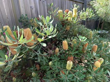 Oblong - leaved Banksia (Banksia oblongifolia) - Ladybird Nursery