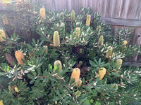 Oblong - leaved Banksia (Banksia oblongifolia) - Ladybird Nursery