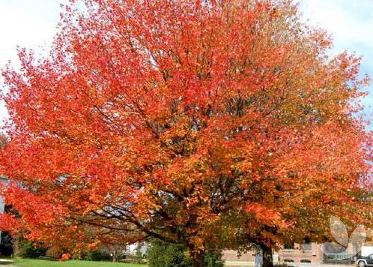 Red Maple Autumn (Acer rubrum) - Ladybird Nursery