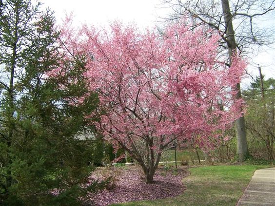 Flowering Cherry 'Okame' (Prunus campanulata x incisa)