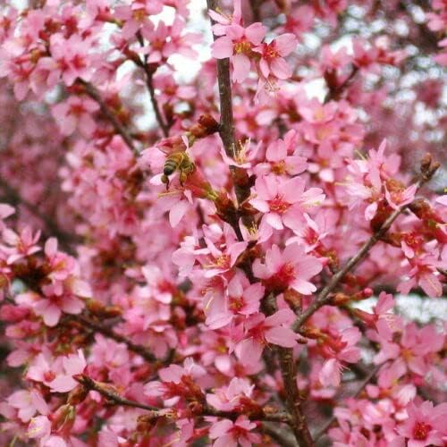 Flowering Cherry 'Okame' (Prunus campanulata x incisa)