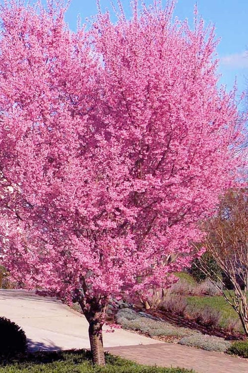 Flowering Cherry 'Okame' (Prunus campanulata x incisa)
