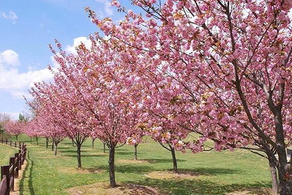 Flowering Cherry 'Okame' (Prunus campanulata x incisa) - Ladybird Nursery