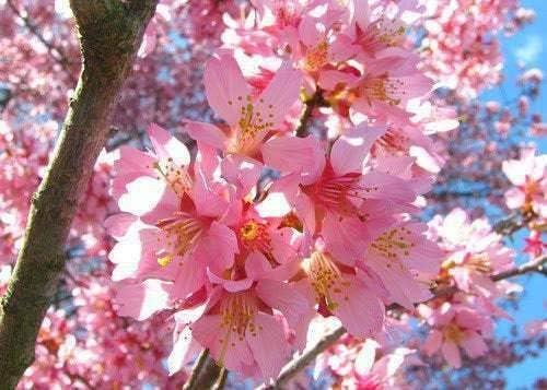 Flowering Cherry 'Okame' (Prunus campanulata x incisa)