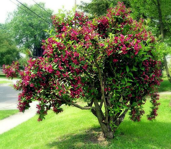 Old Fashioned Weigela Deep Pink (Weigela florida)
