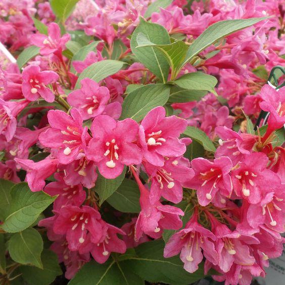 Old Fashioned Weigela Deep Pink (Weigela florida)