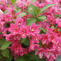 Old Fashioned Weigela Deep Pink (Weigela florida) - Ladybird Nursery