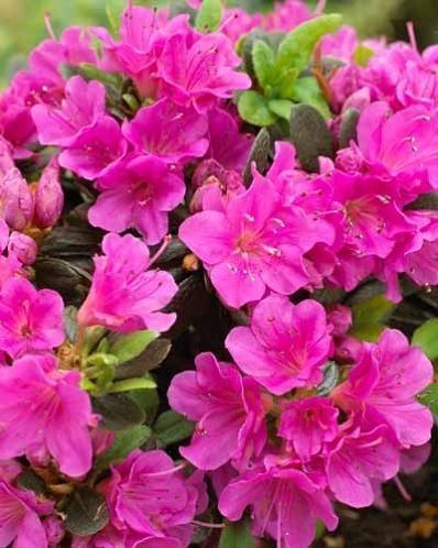 Old Fashioned Weigela Deep Pink (Weigela florida) - Ladybird Nursery