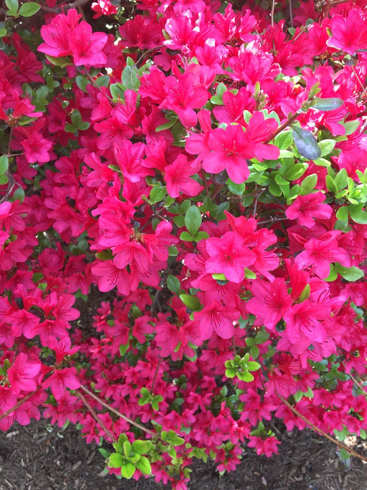 Old Fashioned Weigela Deep Pink (Weigela florida) - Ladybird Nursery