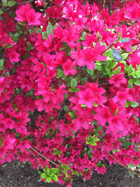 Old Fashioned Weigela Deep Pink (Weigela florida)