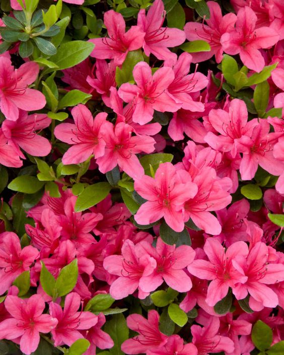 Old Fashioned Weigela Deep Pink (Weigela florida)