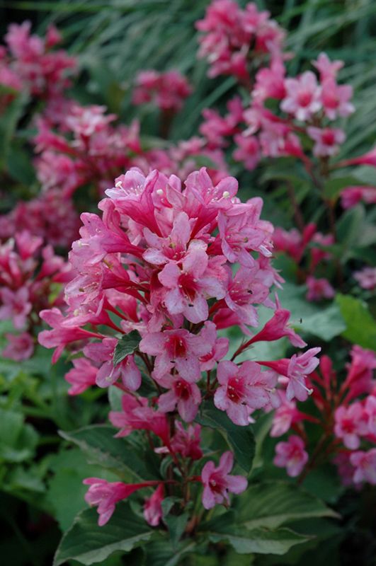 Old Fashioned Weigela Rosea (Weigela florida) - Ladybird Nursery