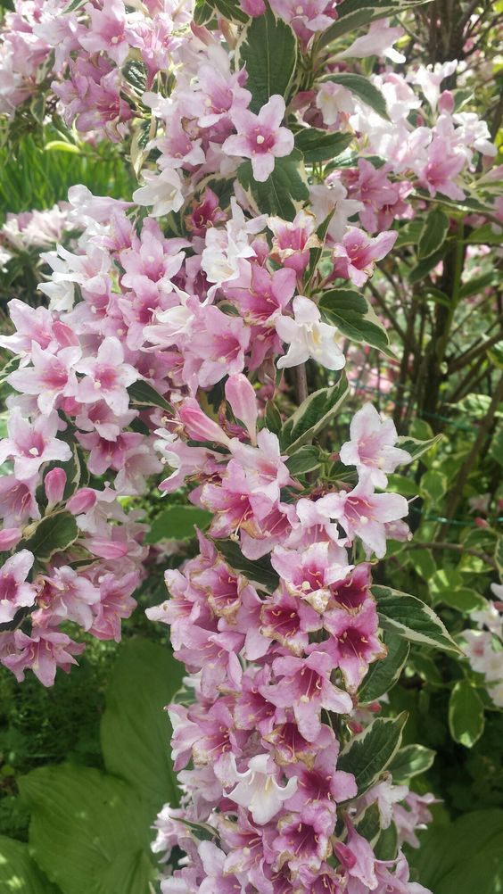 Old Fashioned Weigela Rosea (Weigela florida)
