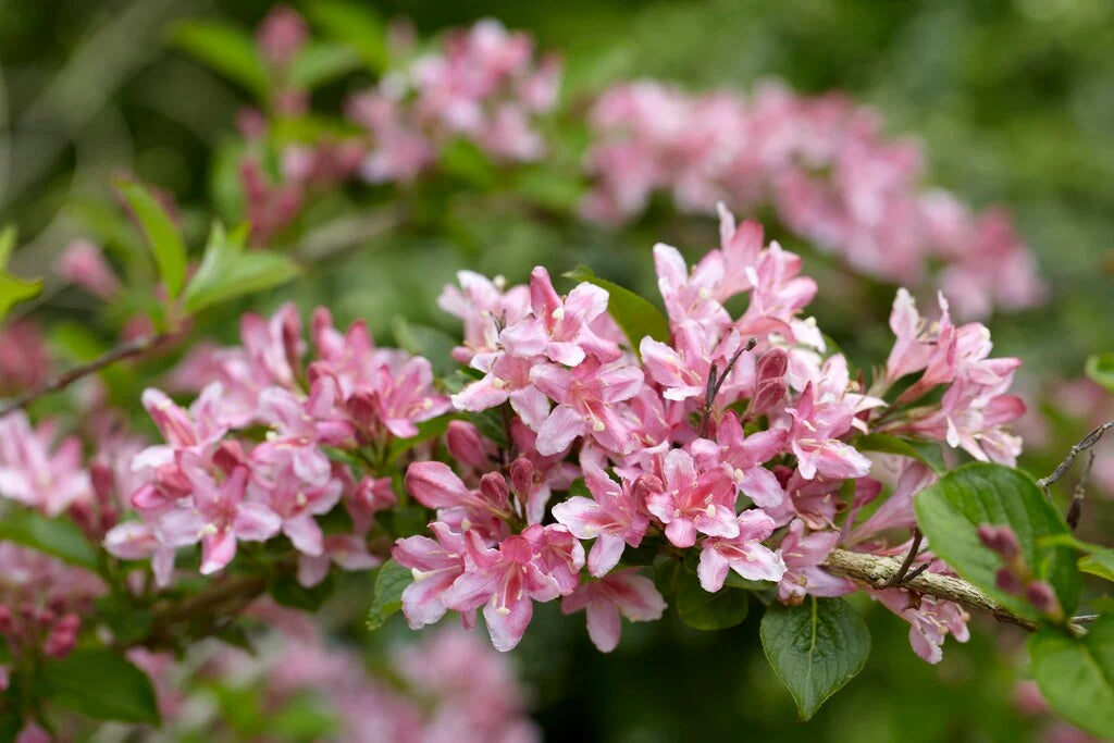 Old Fashioned Weigela Rosea (Weigela florida)