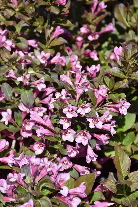 Old Fashioned Weigela Rosea (Weigela florida)