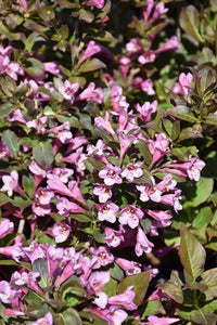 Old Fashioned Weigela Rosea (Weigela florida)