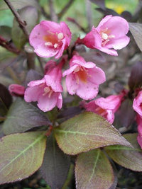 Old Fashioned Weigela (Weigela florida)