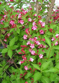 Old Fashioned Weigela (Weigela florida)