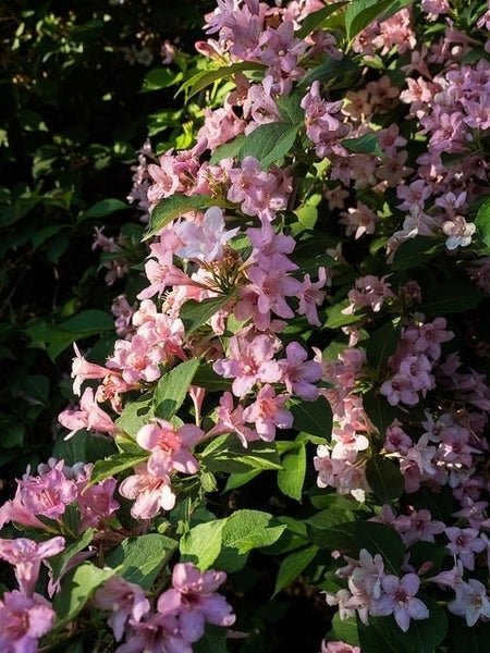 Old Fashioned Weigela (Weigela florida) - Ladybird Nursery