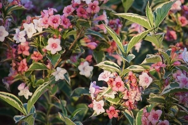 Old Fashioned Weigela (Weigela florida) - Ladybird Nursery