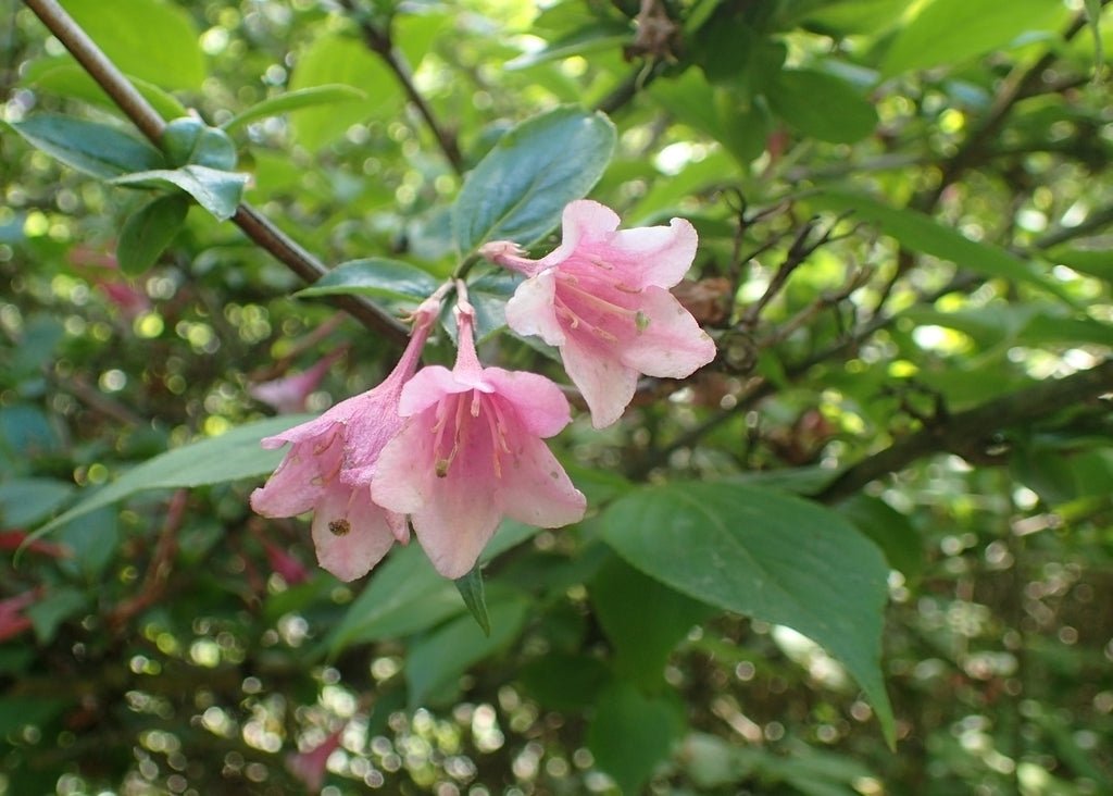 Old Fashioned Weigela (Weigela florida) - Ladybird Nursery