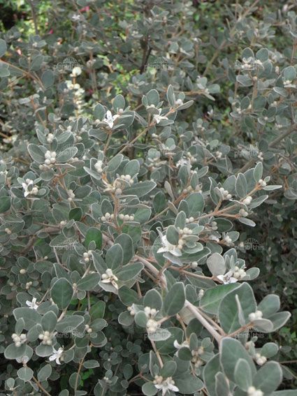Old Man Saltbush (Atriplex nummularia) - Ladybird Nursery